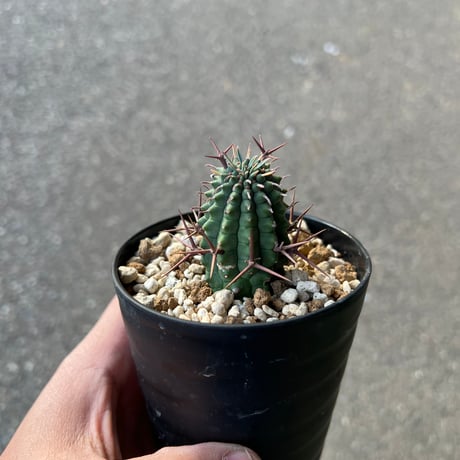 CATEGORY ユーフォルビア | STELLA.PLANTS