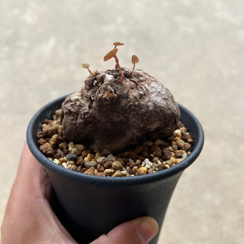 ステファニア　カウィーサキー ステファニア カウィーサキー | STELLA.PLANTS