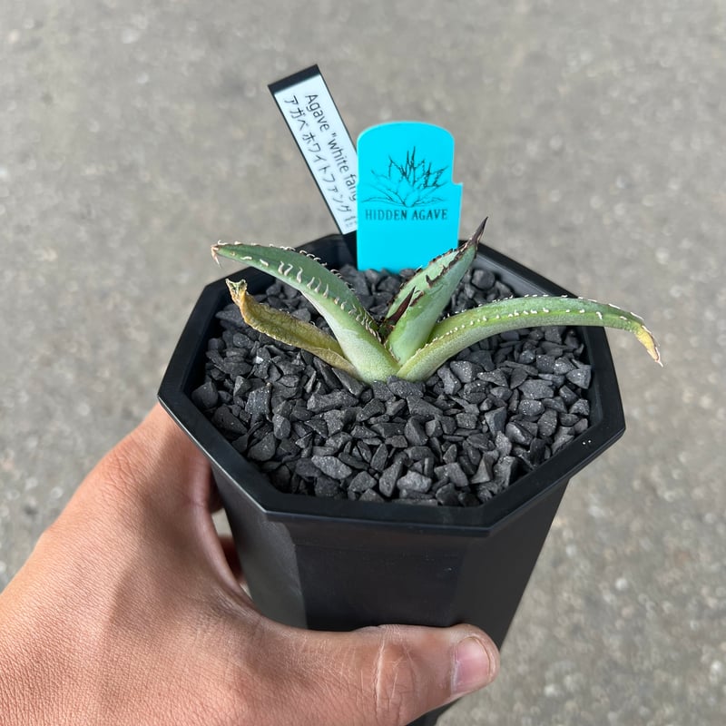 アガベ ホワイトファング Agave 'White Fang' 2 アガベ ホワイトファング | STELLA.PLANTS