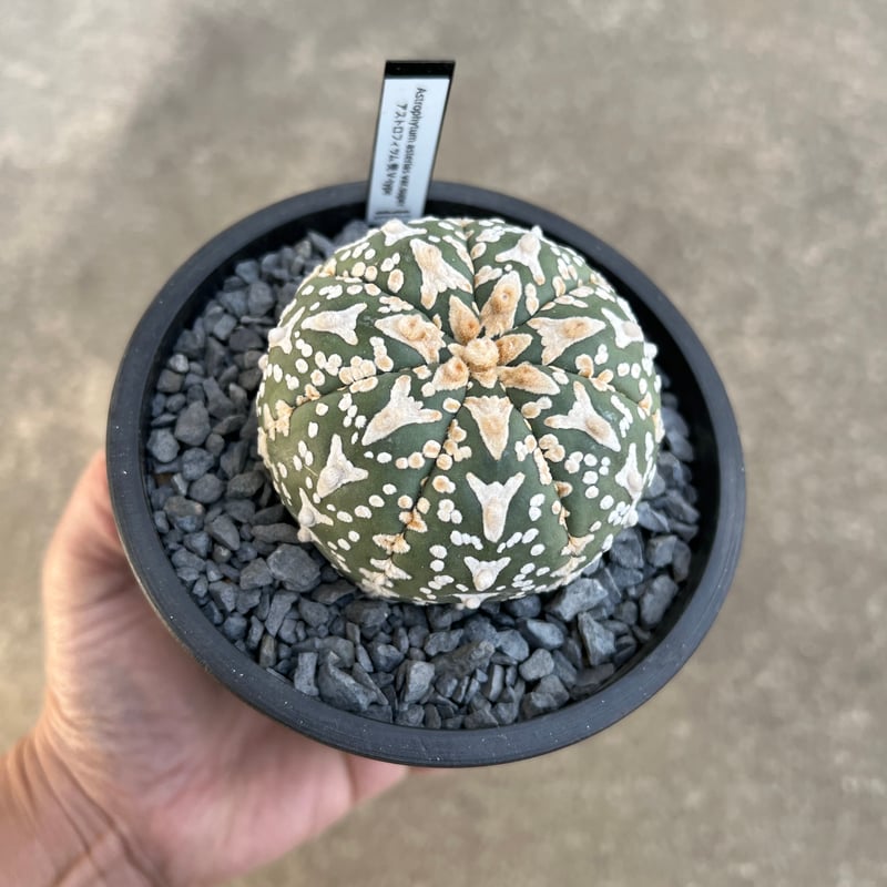 かよぱぁ　スーパー兜 Vアロータイプ　ヒトデタイプ（全幅9.7cm）美株 国内実生兜 スーパー兜 Vアロータイプ ヒトデタイプ（全幅9.7cm