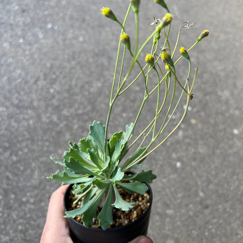 オトンナ スタインコフ×ユーフォルビオイデス | STELLA.PLANTS