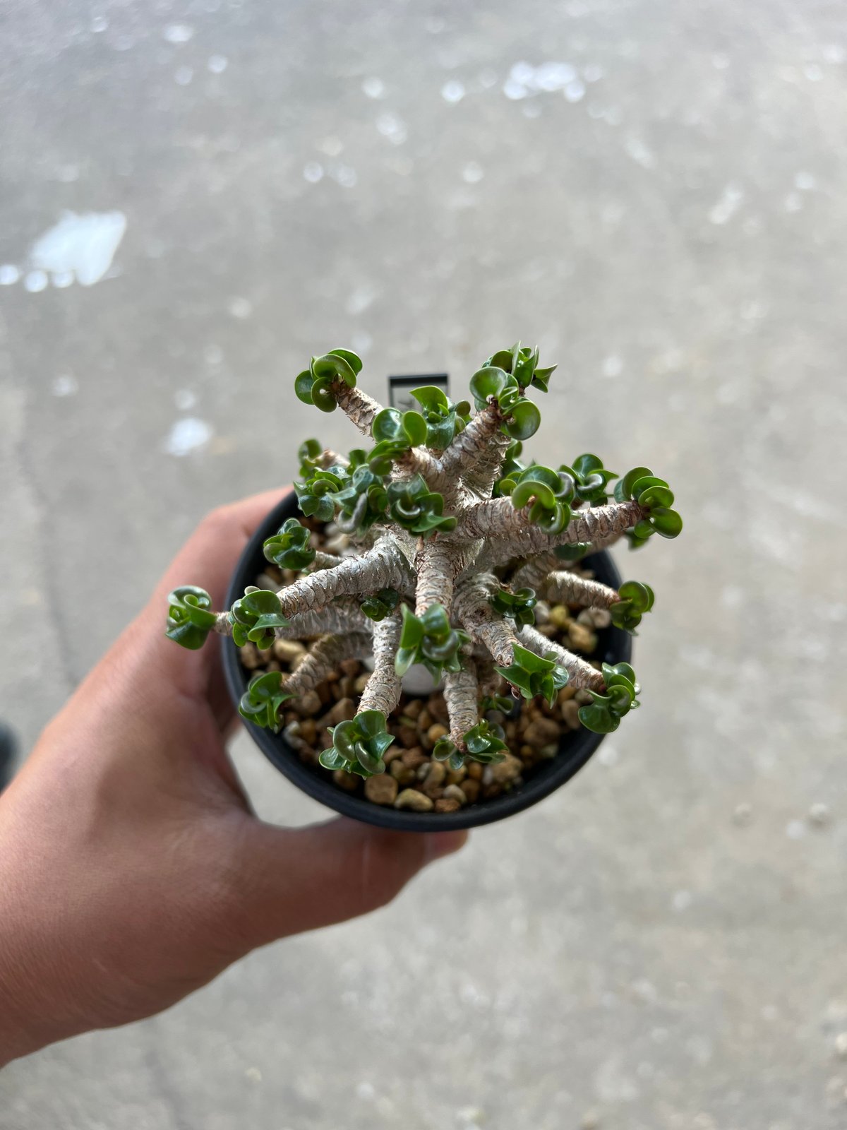 お天気さん 獅子葉のアデニウムDHA - 23 ＋ ギガスの2株セット アデニウム D.H.A (獅子葉) 「Adenium D.H.A」6/30-912 | SH