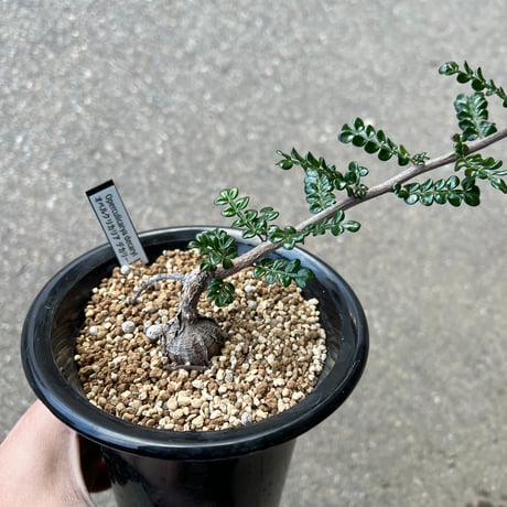 オペルクリカリアデカリー | STORES