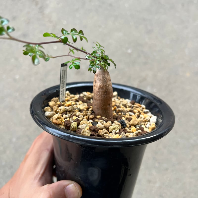 オペルクリカリア デカリー 良形 オペルクリカリア・デカリーの基本情報・育て方｜多肉植物