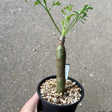 ペラルゴニウムクリズミフォリウム | STORES