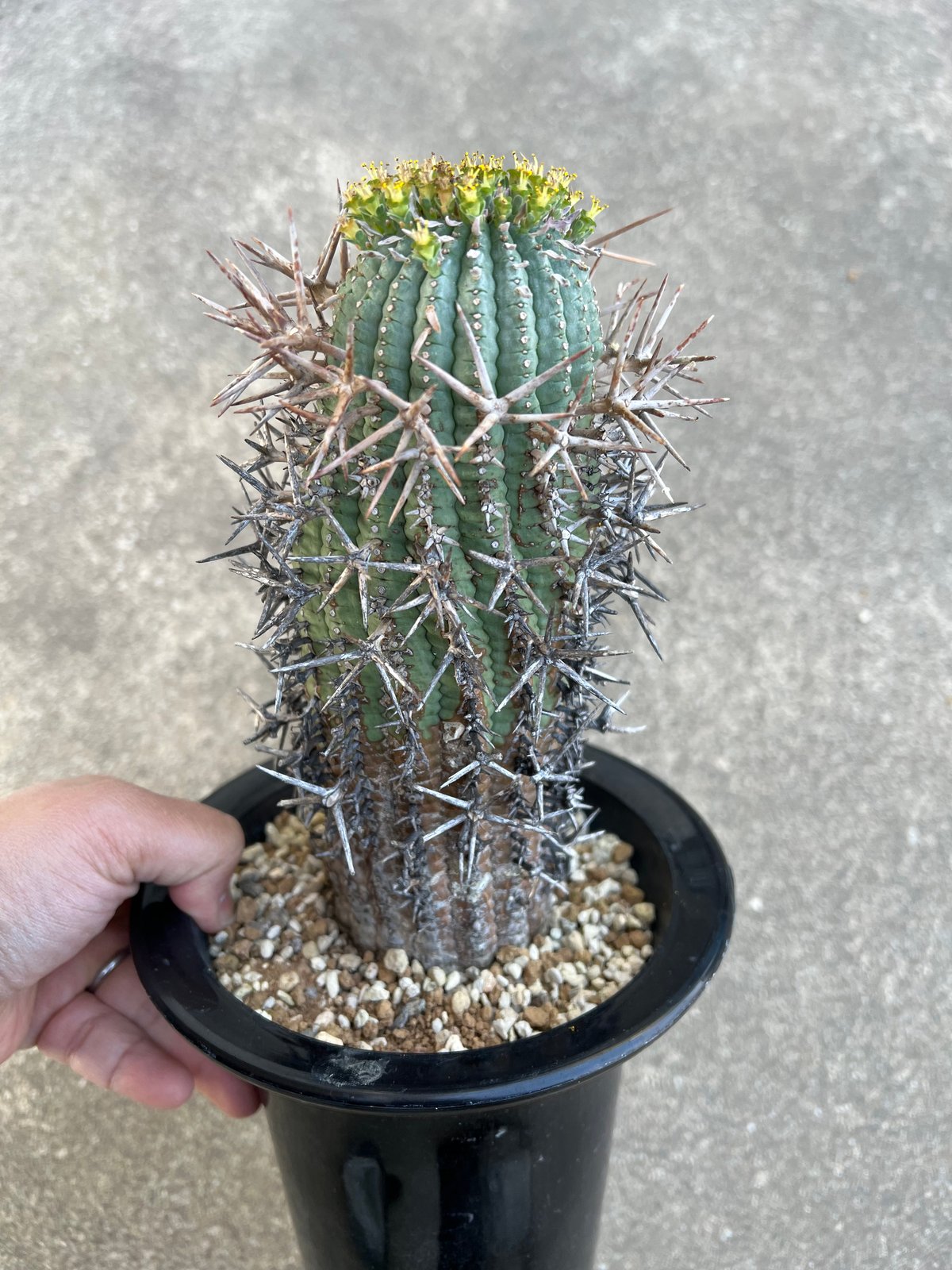 ユーフォルビア ステリスピナ 群星冠 | STELLA.PLANTS ユーフォルビア ステリスピナ 群星冠 | STELLA.PLANTS