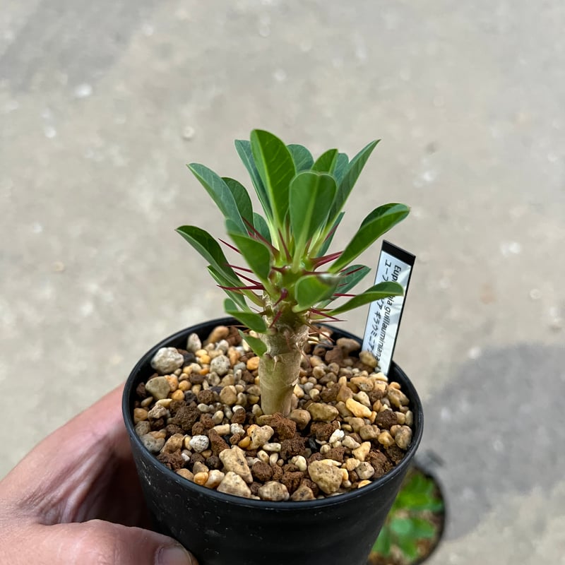 ユーフォルビア ギラウミニアナ実生 | STELLA.PLANTS ユーフォルビア ギラウミニアナ実生 | STELLA.PLANTS