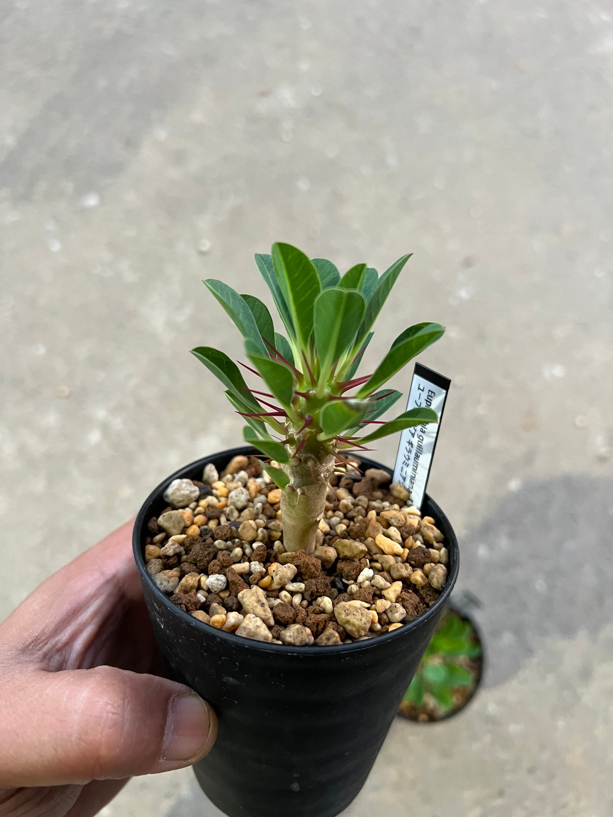 ユーフォルビア　ギラウミニアナ　実生 （鉢付き） ユーフォルビア ギラウミニアナ実生 | STELLA.PLANTS