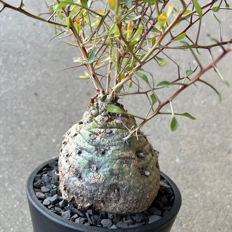 フォークイエリアコルムナリス(観峰玉) フォークイエリア コルムナリス 観峰玉 | STELLA.PLANTS