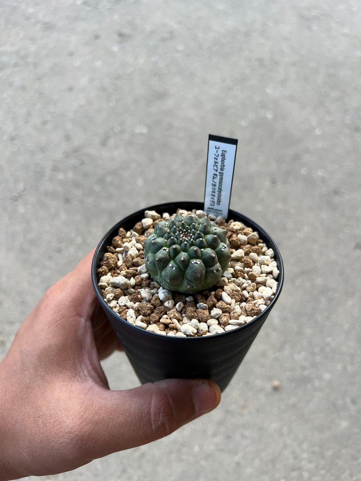 ユーフォルビア ギムノカリキオイデス | STELLA.PLANTS ユーフォルビア ギムノカリキオイデス | STELLA.PLANTS