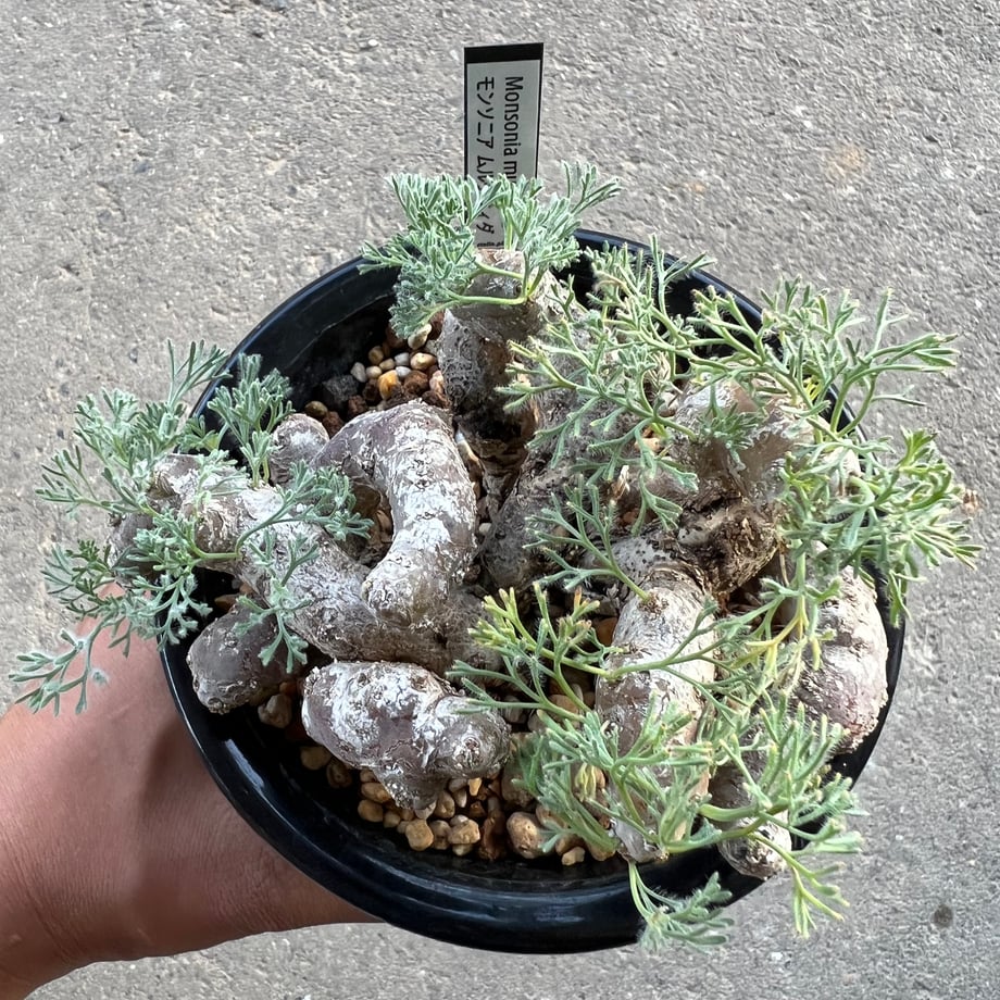 66deb1585015b20166f4249f