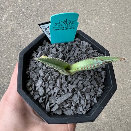 Agave 'White Fang' 2