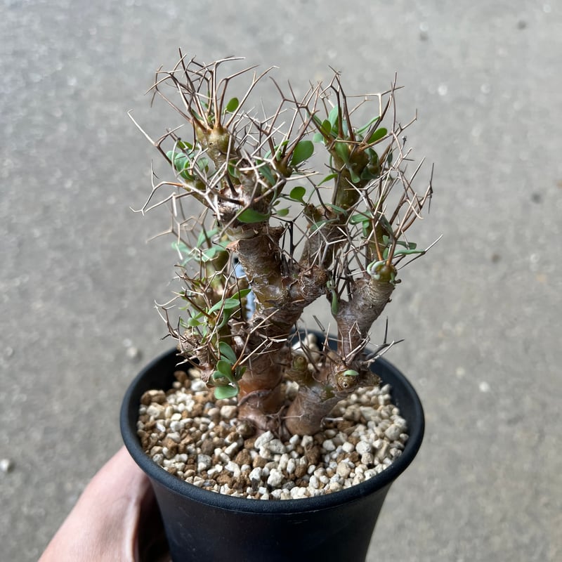 オトンナ ユーフォルビオイデス GC① オトンナ ユーフォルビオイデス（実生）① | hanayoshi-botanical