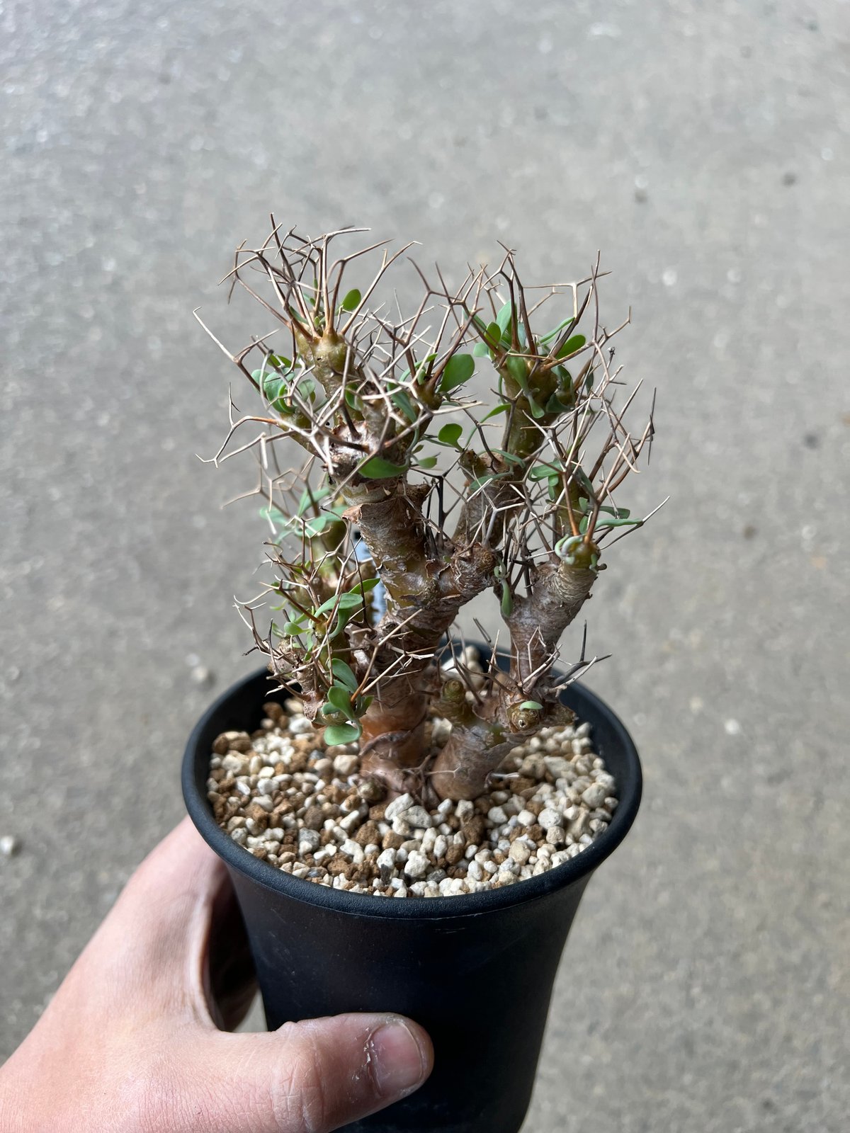 オトンナ ユーフォルビオイデス6 | STELLA.PLANTS