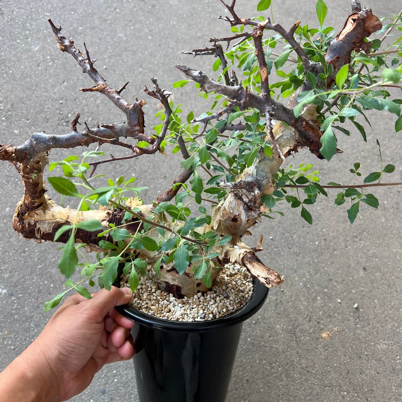 コミフォラカタフターカネンシス　発根済み コミフォラ カタフターカネンシス | STELLA.PLANTS