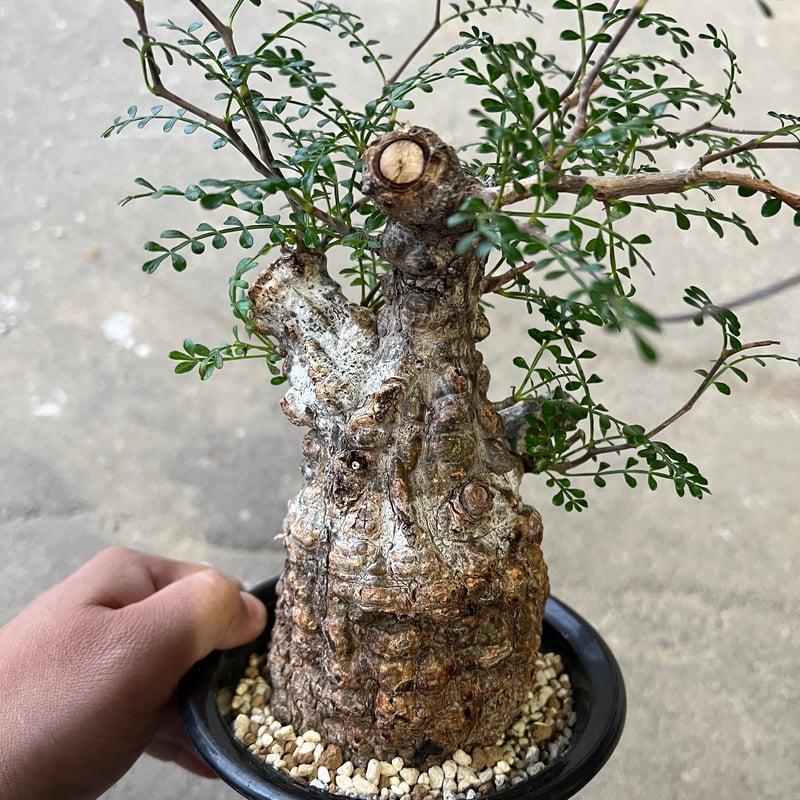 オペルクリカリア パキプス | STELLA.PLANTS