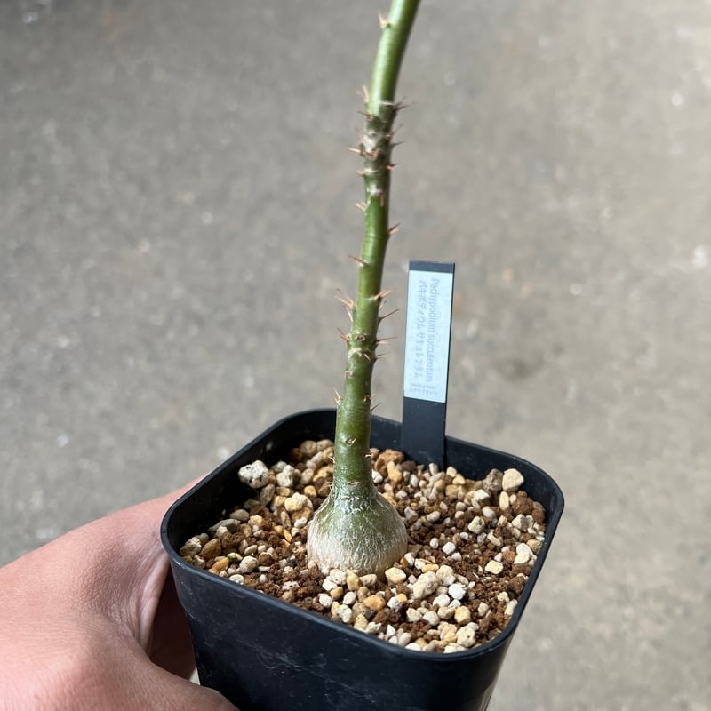 本日限定パキポデュウムサキュレンタム