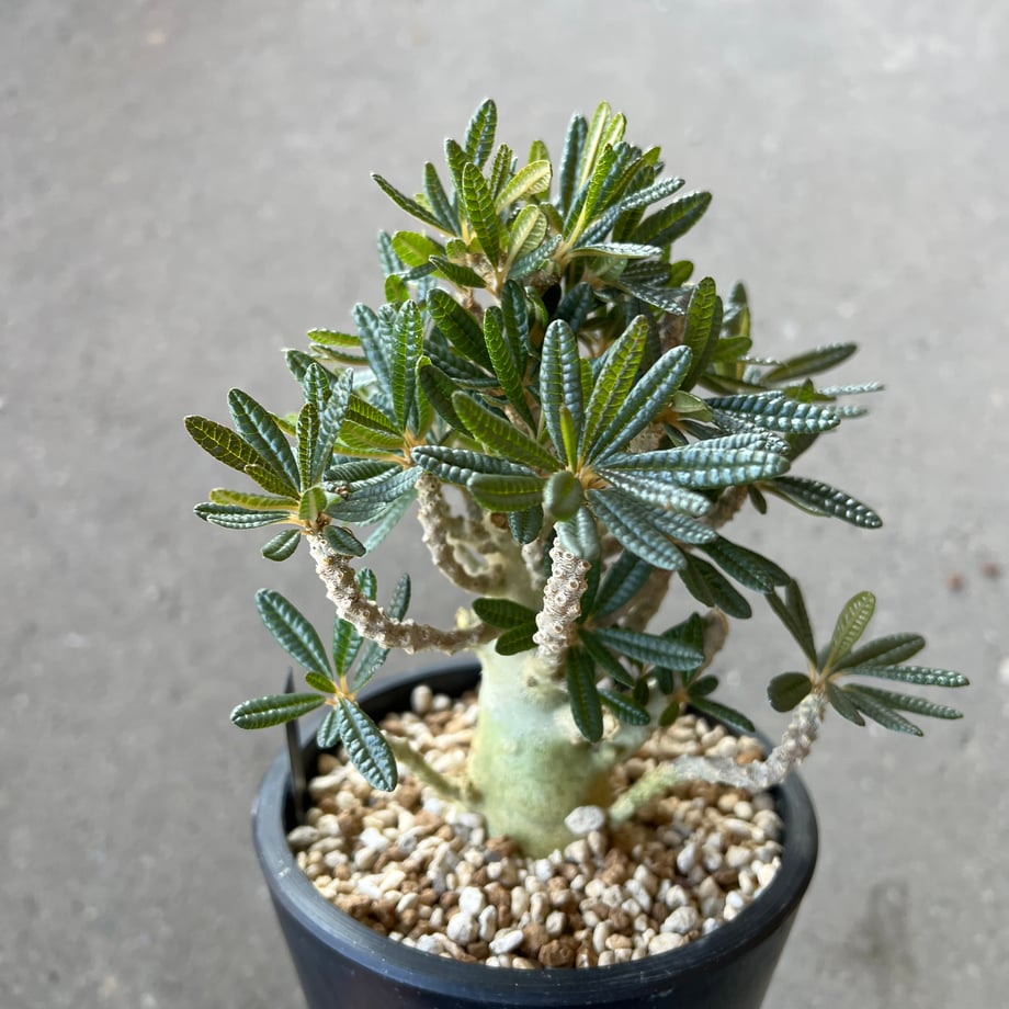 6a2d1a9d3130cc5d13f72fa2