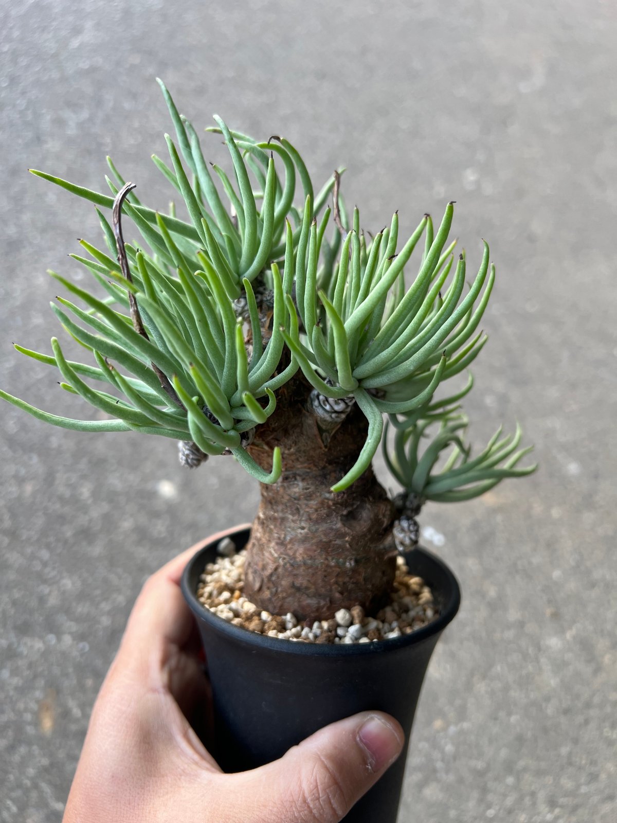 チレコドン ペアルソニー11 | STELLA.PLANTS