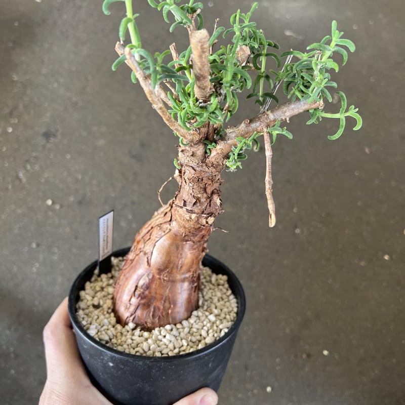 値引き中 本日限り】パキポディウム グラキリス 現地球