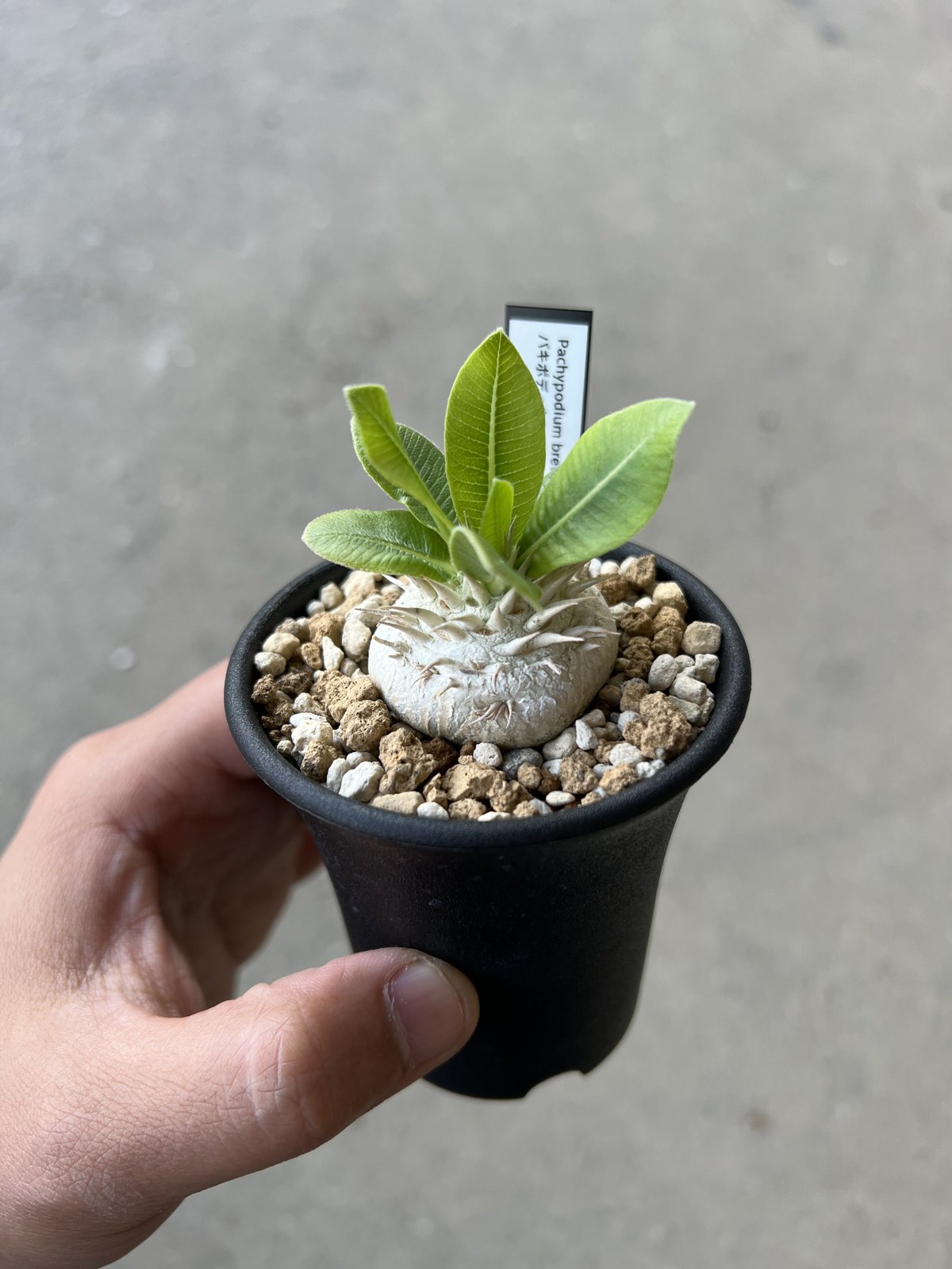 パキポディウム恵比寿笑いブレビカウレ