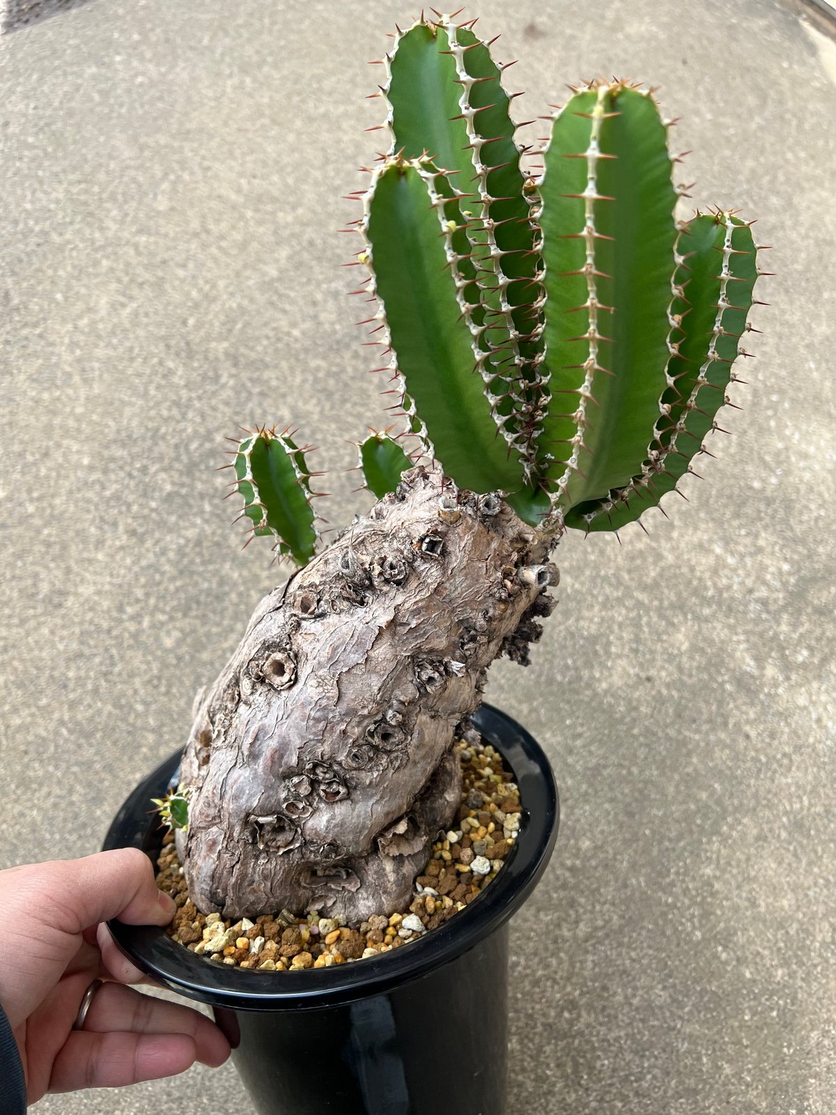 ユーフォルビア ムランジーナ | STELLA.PLANTS ユーフォルビア ムランジーナ | STELLA.PLANTS