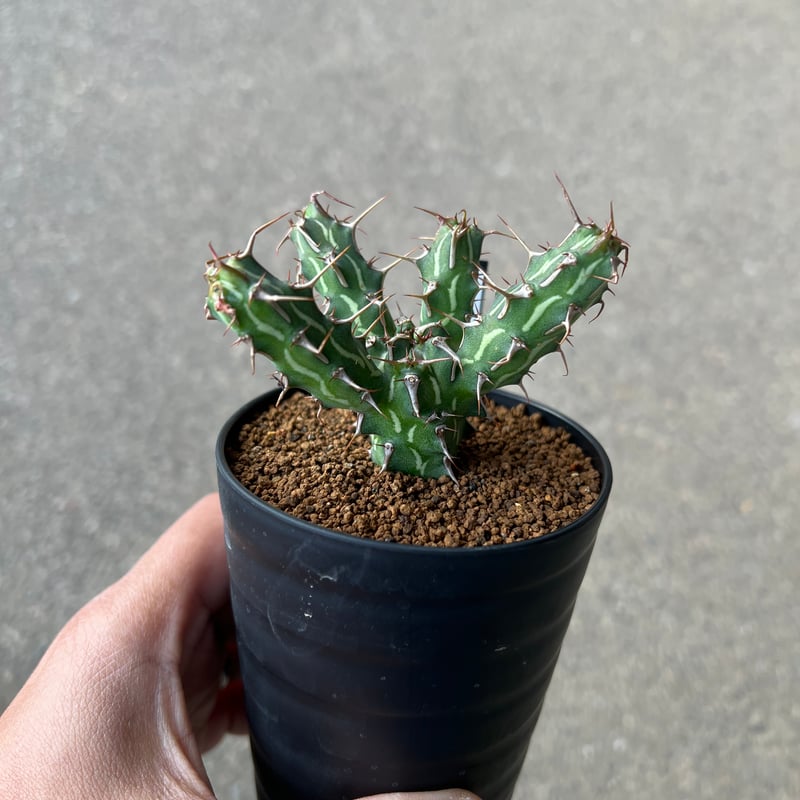 ユーフォルビア カリサナ 実生 大株 塊根植物 夏型 コーデックス ユーフォルビア カリサナ 実生 大株 塊根植物 夏型 コーデックス