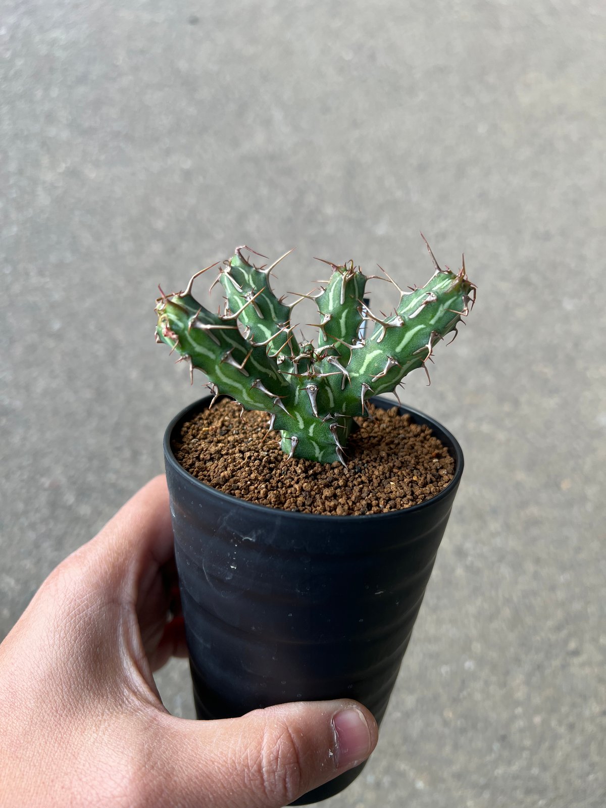 ユーフォルビア・ゴイサナ 園芸ネット本店｜ユーフォルビア：ゴイサナ 3号 の通販【公式】