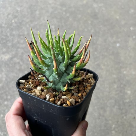 ユーフォルビア スコエランディ 闘牛角4