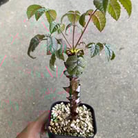 ペラルゴニウム　クリズミフォリウム　山伏天狗 ペラルゴニウム クリズミフォリウム 山伏天狗 | STELLA.PLANTS