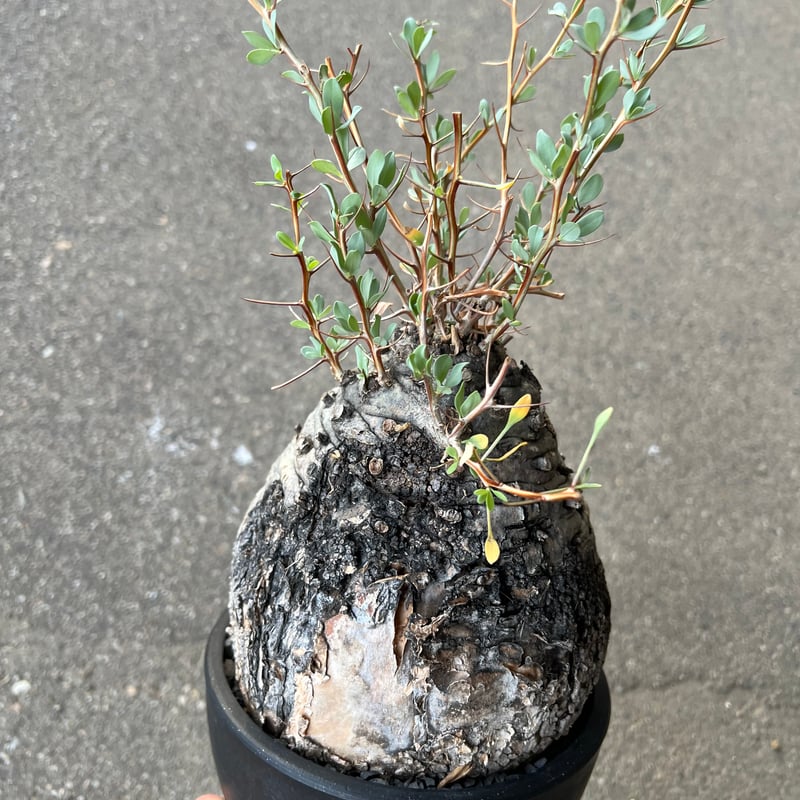 フォークイエリア コルムナリス 観峰玉 | STELLA.PLANTS