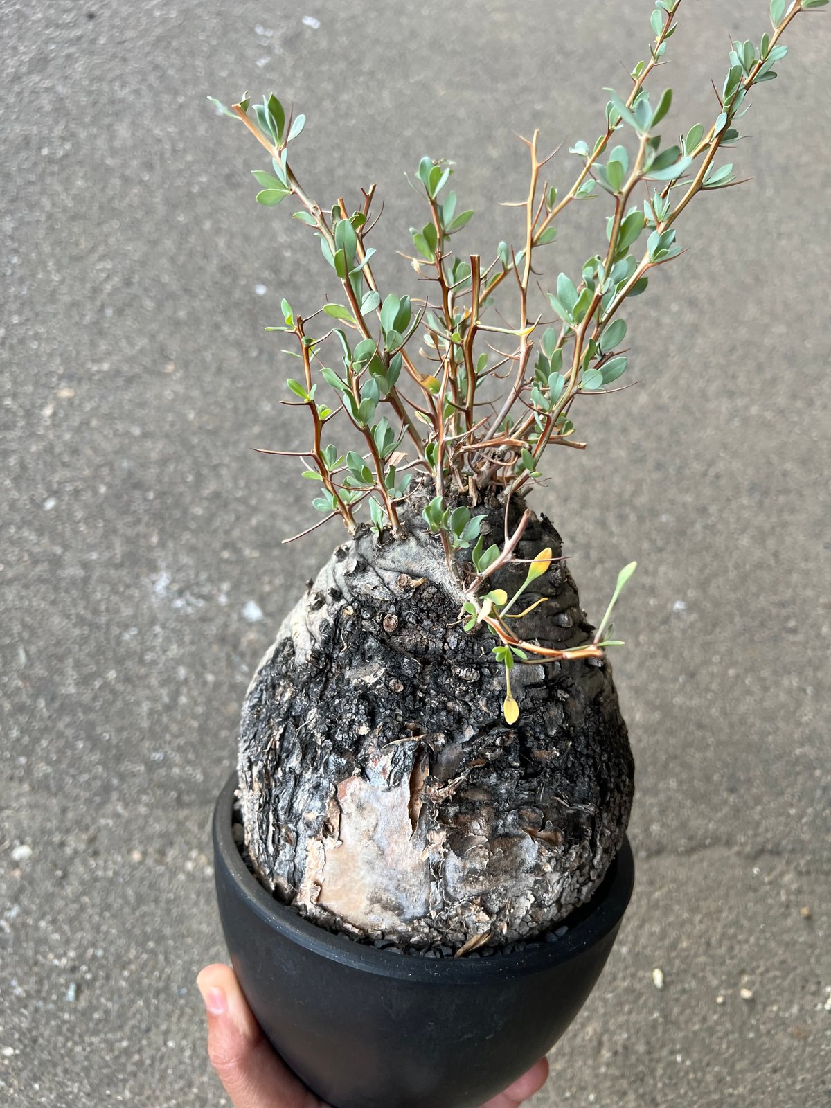 フォークイエリア コルムナリス 観峰玉 | STELLA.PLANTS