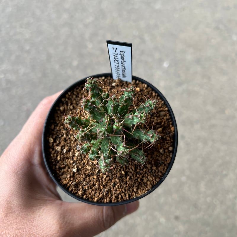 ユーフォルビア アクチノクラダ | STELLA.PLANTS