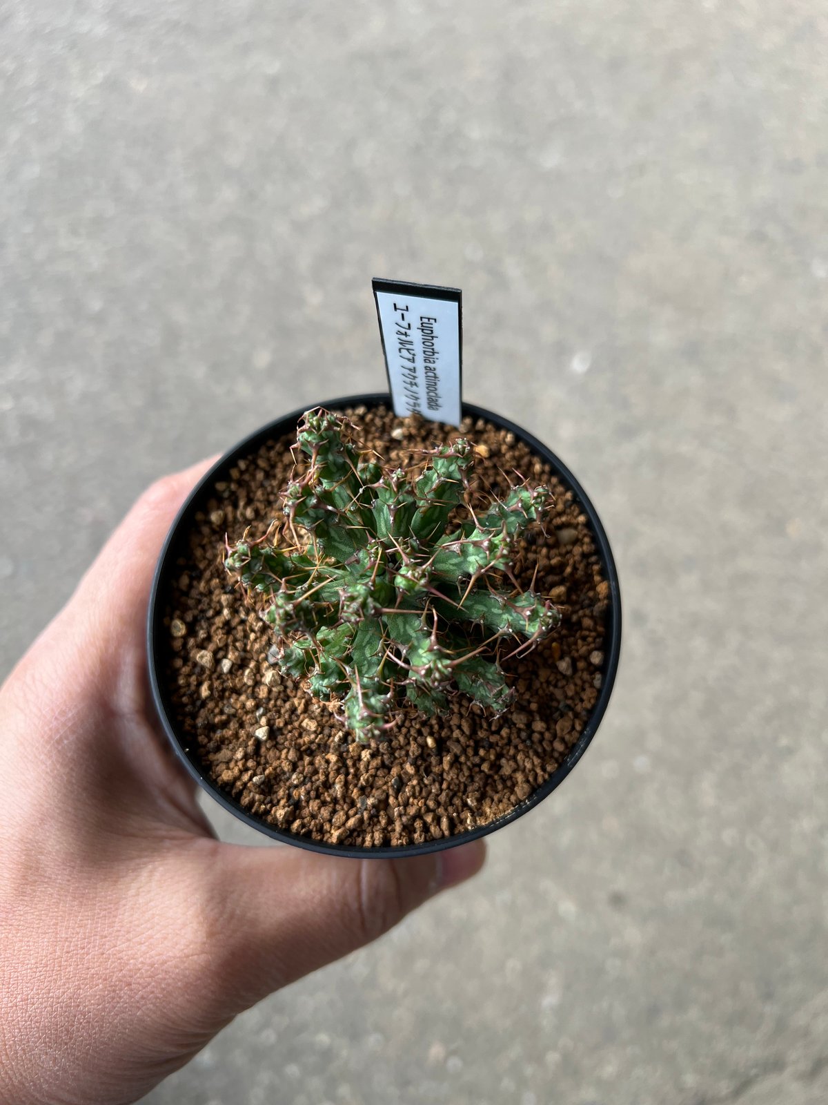 ユーフォルビア　アクチノクラダ ユーフォルビア アクチノクラダ 【多肉植物 2.5号／1個売り】｜ 【植物