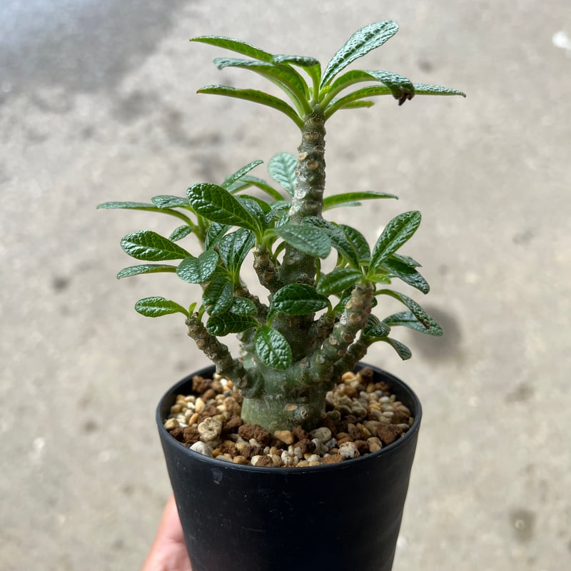 ドルステニア　ギガス 1095種子2粒ドルステニア ギガス ブラータDorstenia gigas f