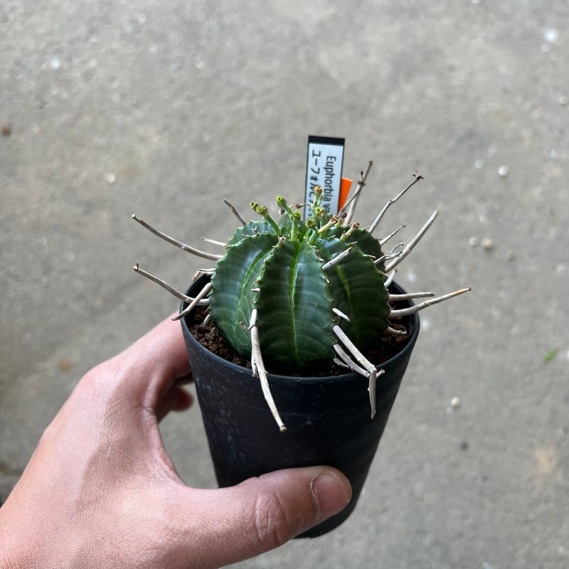 ユーフォルビア バリダ、メス株 1 | STELLA.PLANTS
