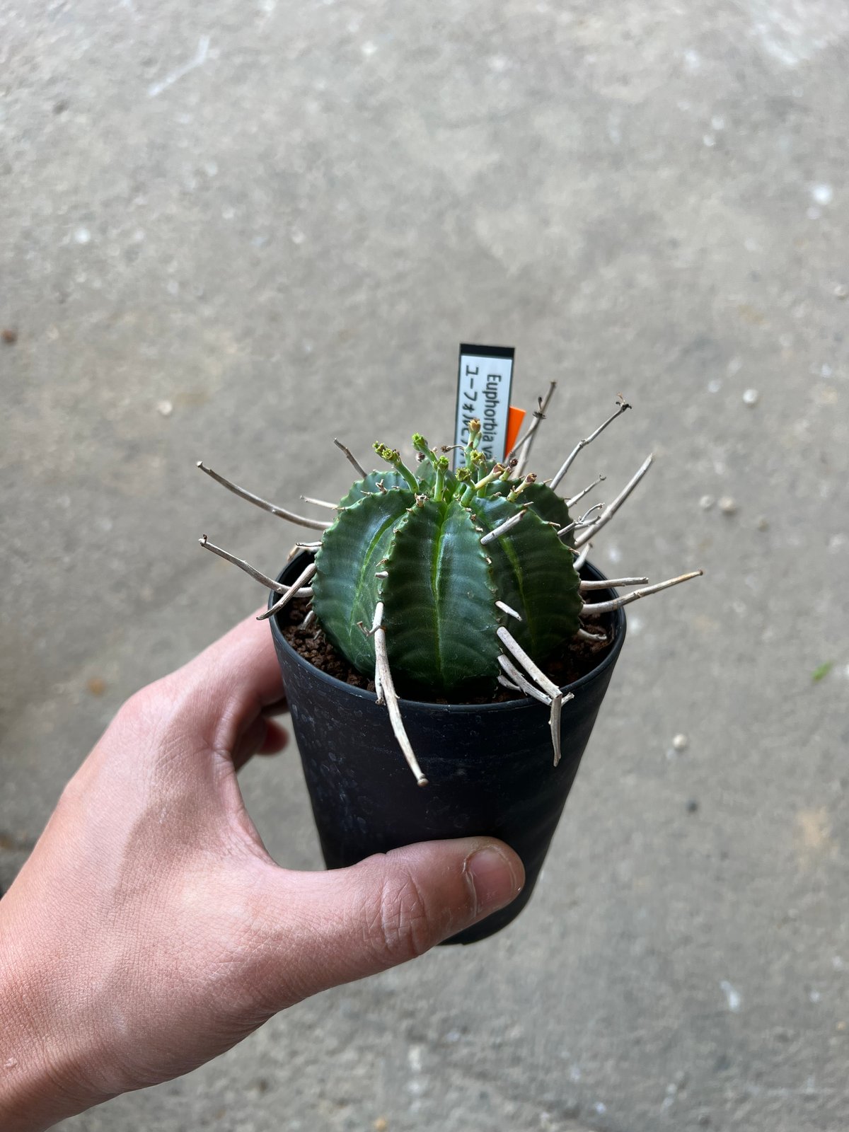ユーフォルビア バリダ、メス株 1 | STELLA.PLANTS