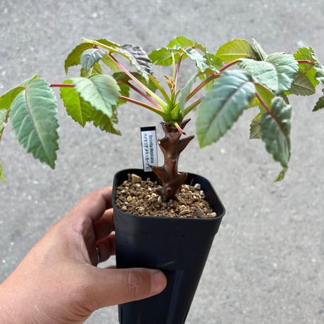 【実生】ベイセリアメキシカーナ ベイセリア メキシカーナ | STELLA.PLANTS