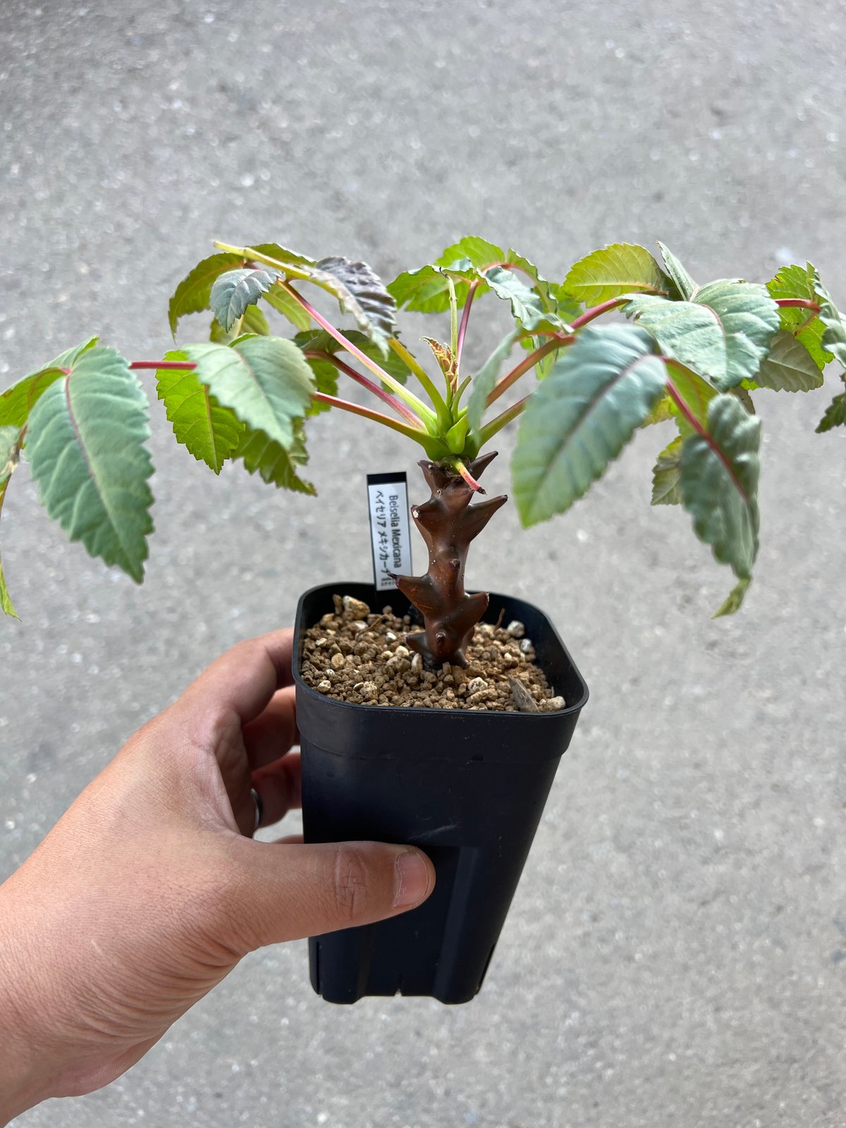 【実生】ベイセリアメキシカーナ fit=scale-down,w=1200