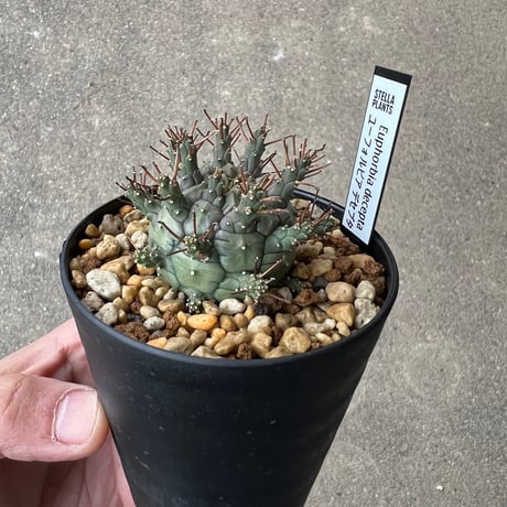 ユーフォルビア デセプタ4