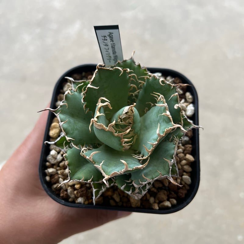 カクタスグリーン　フィリグリー　アガベ　チタノタ アガベ・チタノタ錦🌵🌵 #チタノタ錦 #花園グリーンセンター