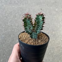 ユーフォルビア ノベリー 3