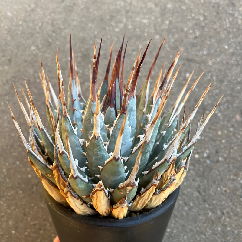 ユタエンシス エボリスピナ 5寸鉢サイズ | STELLA.PLANTS