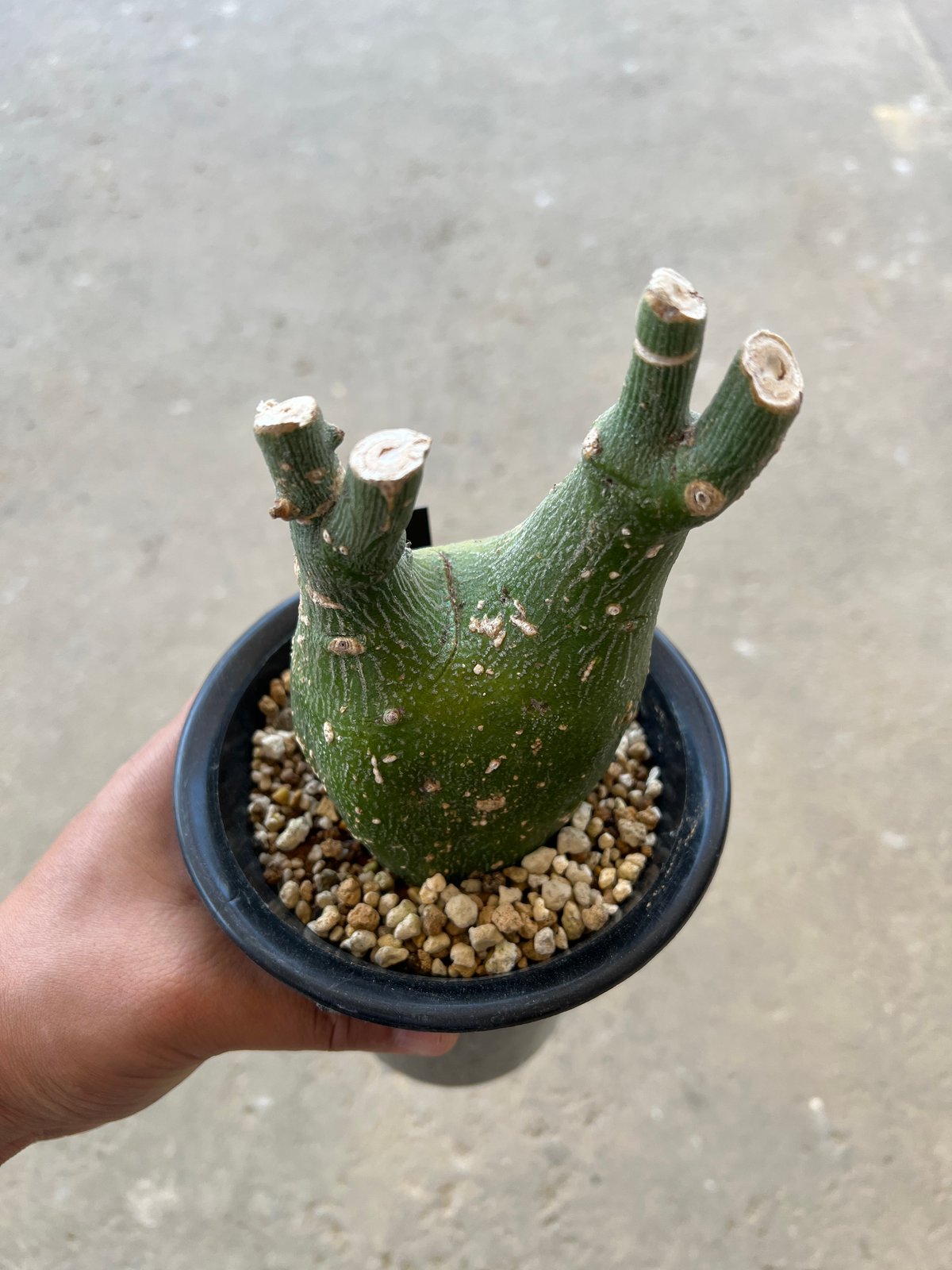 アデニア　プセウドグロボーサ　デカめ超扁平　発根済み アデニア プセウドグロボーサ デカめ超扁平 発根済み