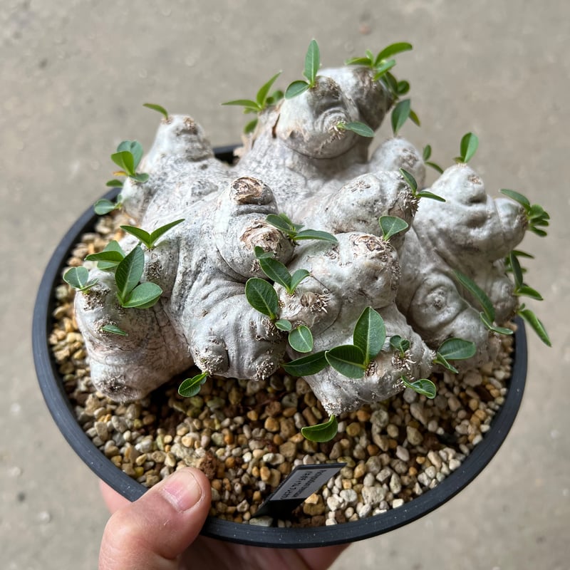 パキポディウム・ブレビカウレ（恵比寿笑い）6株 パキポディウム