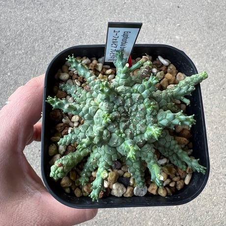 CATEGORY ユーフォルビア | STELLA.PLANTS