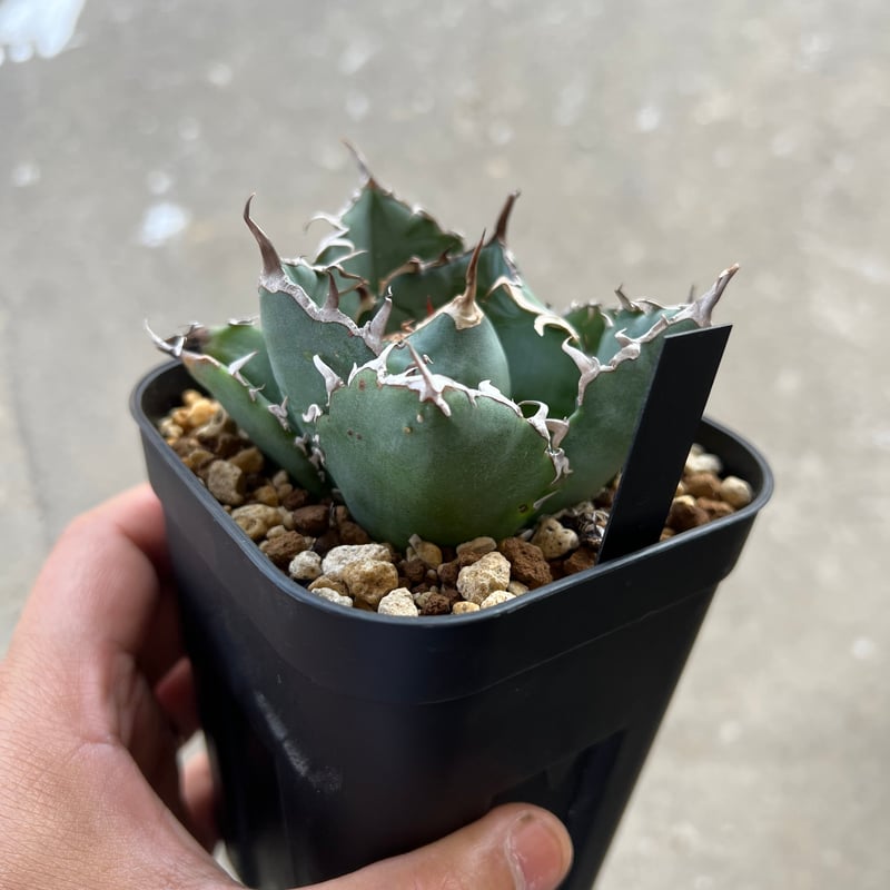アガベ チタノタ 白鯨 | STELLA.PLANTS アガベ チタノタ 白鯨 | STELLA.PLANTS