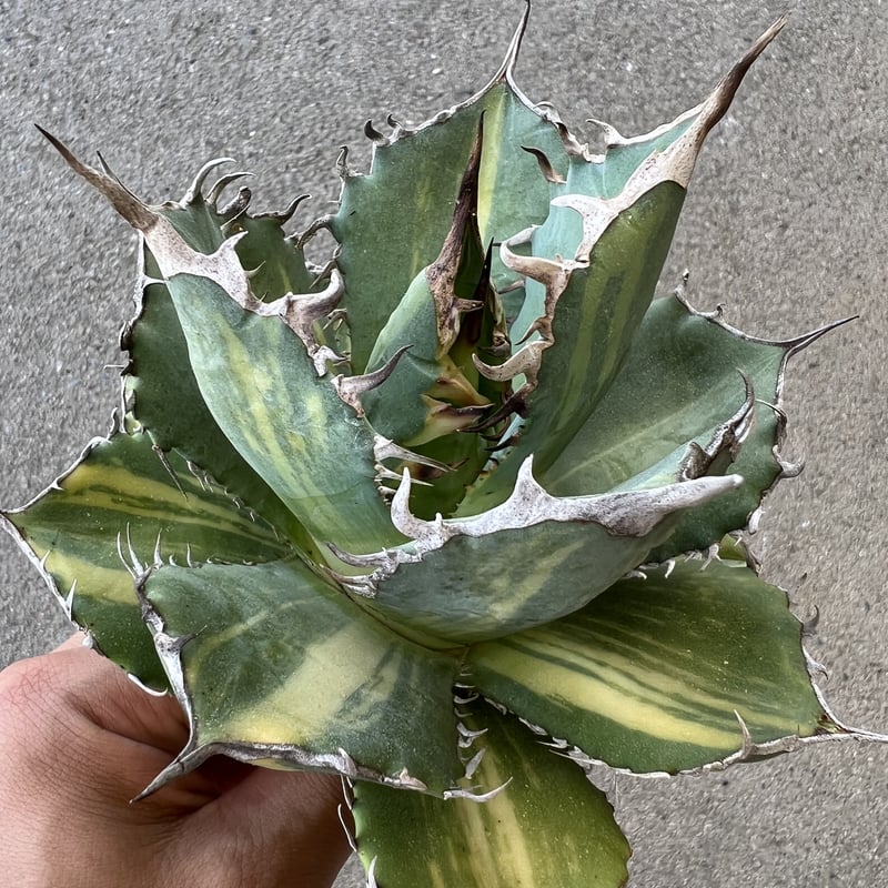 アガベ チタノタ 縞斑 | STELLA.PLANTS アガベ チタノタ 縞斑 | STELLA.PLANTS