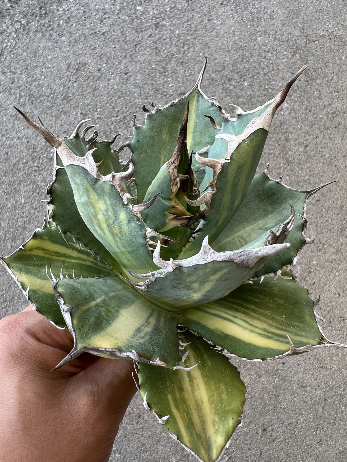 もじゃ アガベ コロラータ Devil 超極上株 もじゃ様 専用 アガベ コロラータ Devil 超極上株