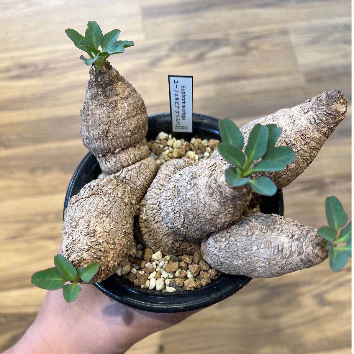 良型　ユーフォルビア　クリスパ ユーフォルビア・クリスパ（Euphorbia crispa）-no240104 - bio